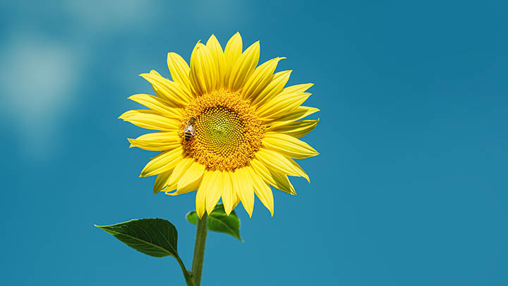 ToDesk下载安装教程,快速搞定远程控制工具 ToDesk下载安装教程,快速搞定远程控制工具 二