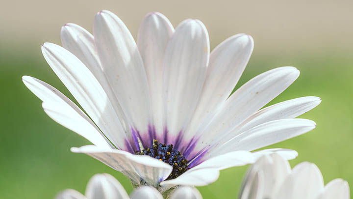 ToDesk下载地址+全新指南2025年 二