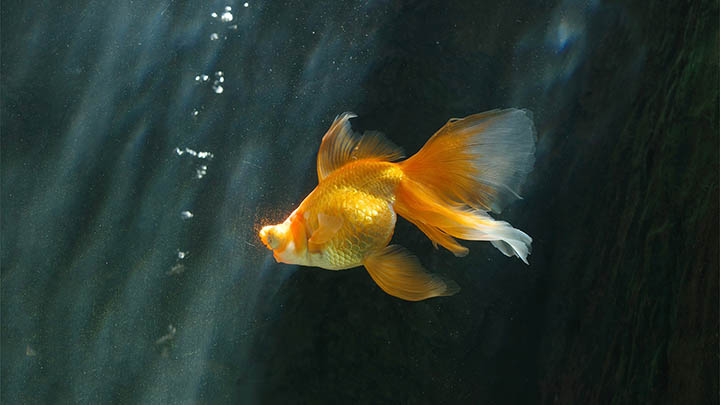 ToDesk下载速度如何优化？极速传输配置+设置技巧全攻略 二