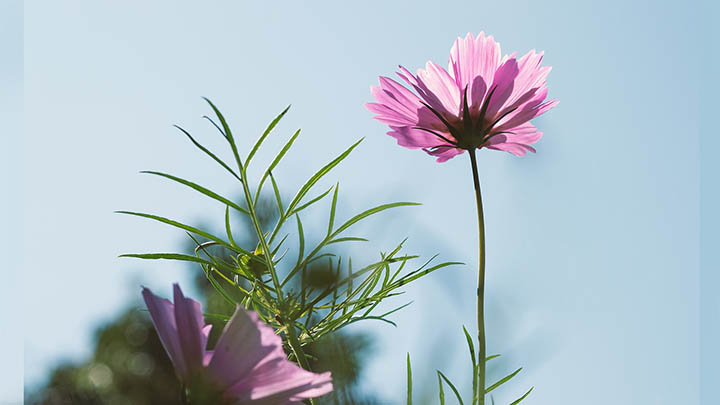 如何轻松解决电脑ToDesk下载问题？详细教程分享+实用官网入口2025年 二