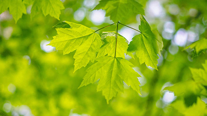 ToDesk下载被控版攻略?全新官网指导 ToDesk下载被控版攻略?全新官网指导 二